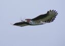 bird_close_20111112_1141425922.jpg