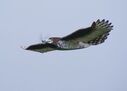 normal_bird_close_20111112_1141425922~0.jpg